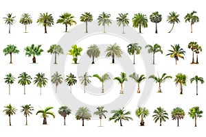 Coconut and palm trees Isolated tree on white background