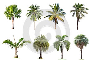 Coconut and palm trees Isolated tree on white background