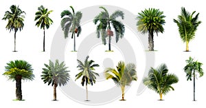 Coconut and palm trees Isolated tree on white background