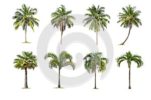 Coconut and palm trees Isolated tree on white background , The collection of trees.Large trees are growing in summer