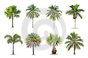 Coconut and palm trees Isolated tree on white background , The collection of trees.