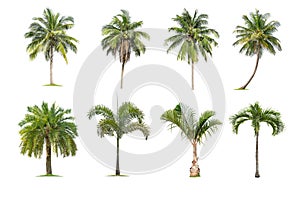 Coconut and palm trees Isolated tree on white background , The collection of trees.Large trees are growing in summer