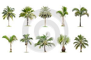 Coconut and palm trees Isolated tree on white background , The collection of trees.Large trees are growing in summer