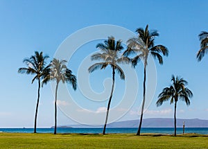 Coconut Palm Trees Line The Shore of Kalama Beach Park