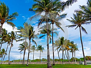Coconut palm trees in Lummus Park
