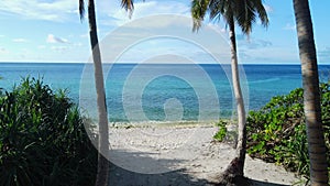 Coconut palm trees on Maldive island with tropical beach and blue ocean. Aerial view between the coconut palm trees