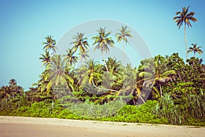 Coconut palm trees and mangrove in tropics