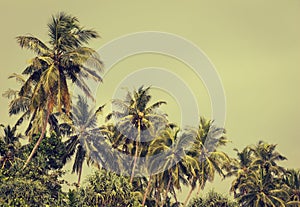 Coconut palm trees and mangrove in tropics