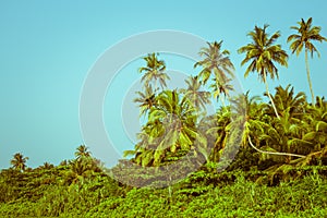 Coconut palm trees and mangrove in tropics