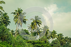 Coconut palm trees and mangrove in tropics