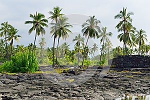 Coconut palm trees on mixed sand and lava beach, Puuhonua O Honaunau Place of Refuge National Park, Hawaii photo