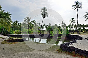 Coconut palm trees on mixed sand and lava beach, Puuhonua O Honaunau Place of Refuge National Park, Hawaii photo