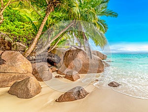 Coconut palm trees nad granite rocks by the sea