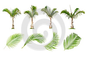 Coconut and palm trees, Palm leaf Isolated tree on white background
