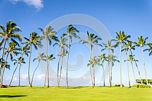 Coconut Palm trees on the Poipu beach in Hawaii