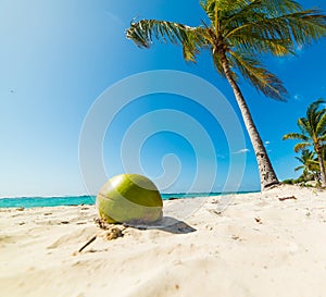 Coconut and palm trees in Raisins Clairs beach in Guadeloupe