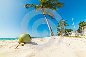 Coconut and palm trees in Raisins Clairs beach in Guadeloupe