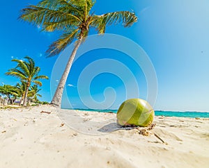 Coconut and palm trees in Raisins Clairs beach in Guadeloupe