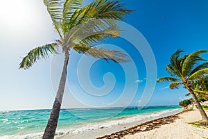 Coconut palm trees in Raisins Clairs in Guadeloupe