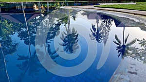 The coconut palm trees are reflected in the water of the swimming pool