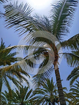 Coconut Palm trees in Riyam park, Muscat, Oman