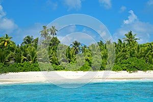 Coconut palm trees on sand beach of the island Grande Soeur, Seychelles. photo