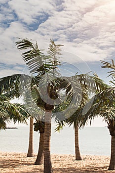 Coconut palm trees on the sandy beach. Tropical beach with palm trees