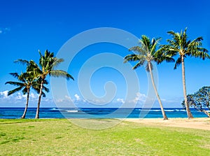 Coconut Palm trees on the sandy Poipu beach in Hawaii