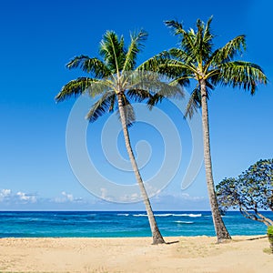 Coconut Palm trees on the sandy Poipu beach in Hawaii