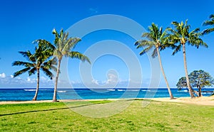 Coconut Palm trees on the sandy Poipu beach in Hawaii photo