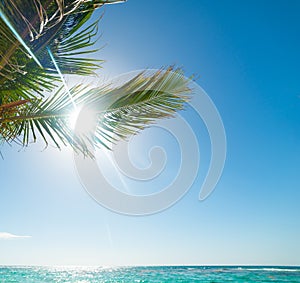 Coconut palm trees by the sea