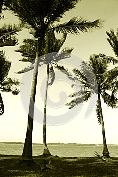 Coconut palm trees in sea wind