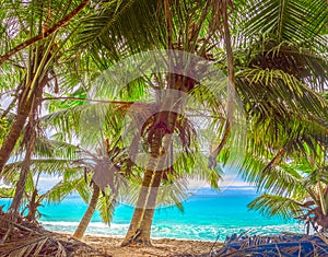 Coconut palm trees by the sea in world famous Anse Lazio