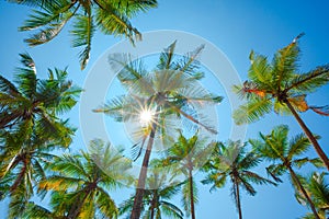 Coconut palm trees with shining sun