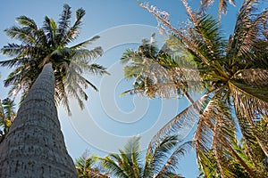 Coconut palm trees and the shining sun, bottom view, in the tropical island Phangan, Thailand