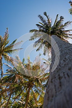 Coconut palm trees and the shining sun, bottom view, in the tropical island Phangan, Thailand