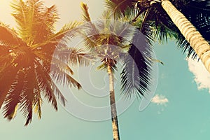 Coconut palm trees and shining sun with vintage effect