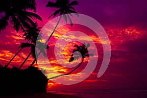Coconut palm trees silhouettes hanging over the water on tropical ocean beach at colorful sunset