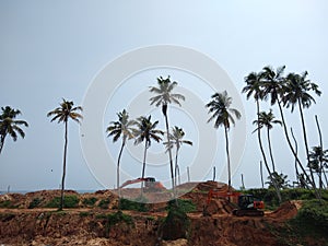 Coconut palm trees and sky, Kerala coastline, Thiruvananthapuram, seascape view