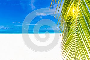 Coconut palm trees sparkling sun rays on white sandy beach on exotic island. Vacation holidays summer background