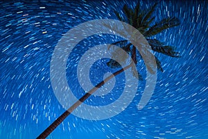 Coconut palm trees with star trail on night sky