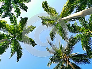 Coconut palm trees with sunlight under blue sky