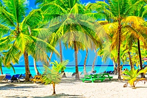 Coconut palm trees with sunloungers on the caribbean tropical beach. Saona Island, Dominican Republic. Vacation travel background