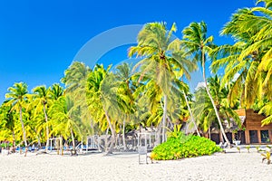 Coconut palm trees with sunloungers on the caribbean tropical beach. Saona Island, Dominican Republic. Vacation travel background