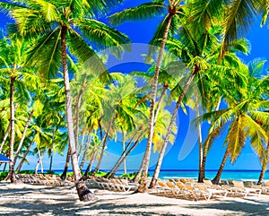 Coconut palm trees with sunloungers on the caribbean tropical beach. Saona Island, Dominican Republic. Vacation travel background