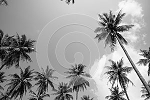 Coconut palm trees sunny day in black and white - Tropical summer breeze holiday