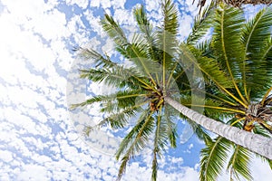 Coconut palm trees on a sunny day on a tropical Pacific Island