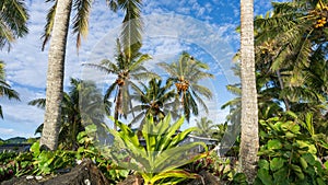 Coconut palm trees on a sunny day on a tropical Pacific Island