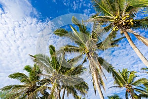 Coconut palm trees on a sunny day on a tropical Pacific Island