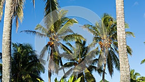 Coconut palm trees on a sunny day on a tropical Pacific Island